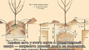 Груши для Подмосковья: лучшие сорта