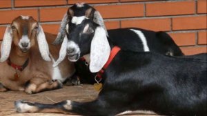 Разведение Нубийской породы коз как бизнес идея | Нубийские козы