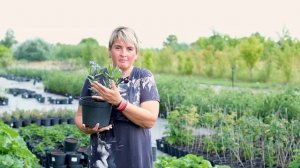 Amsonia tabernaemontana Амсония табернемонтана