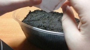 Выращивание примулы мелкозубчатой из семян. Посадка примулы мелкозубчатой на рассаду.