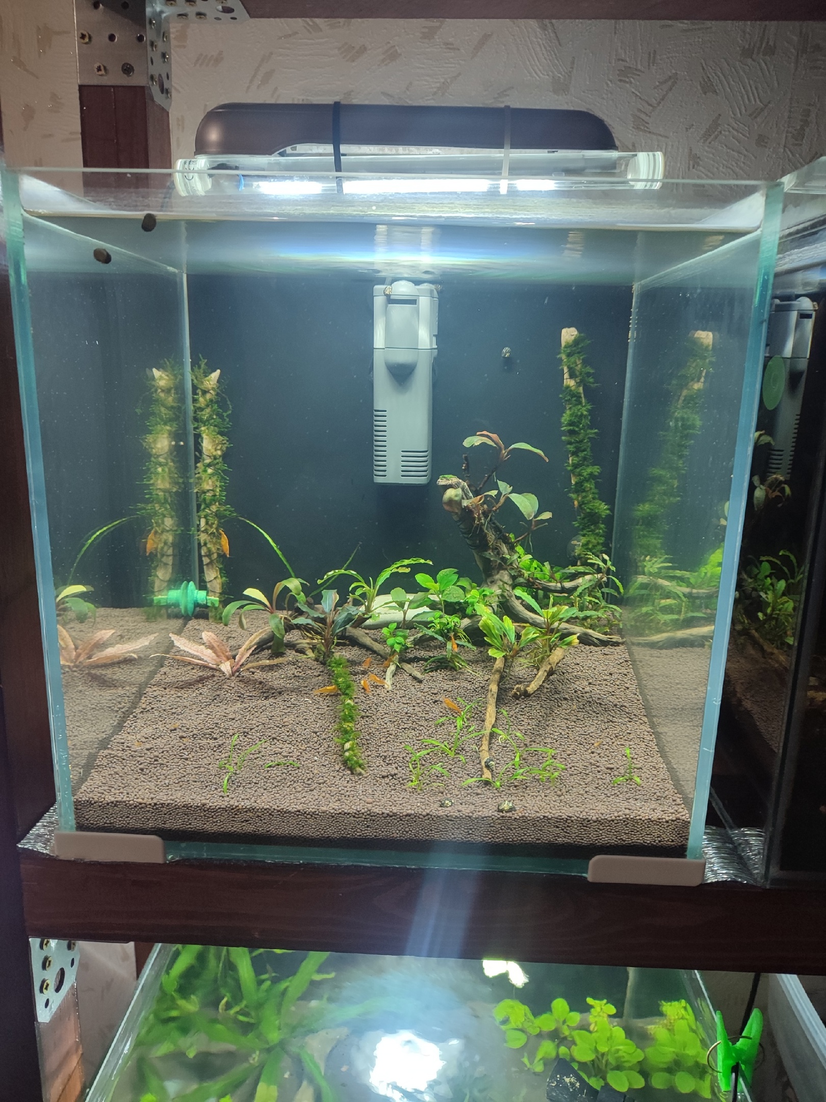 Делаем самодельную ловушку от планарий в креветочник смотреть онлайн