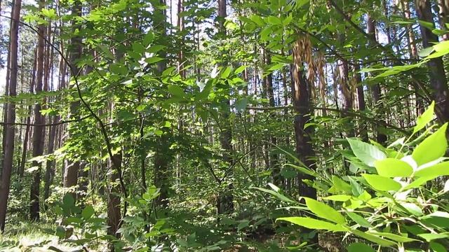 Пение птиц...очень красиво!!!Послушайте,не пожалеете смотреть онлайн