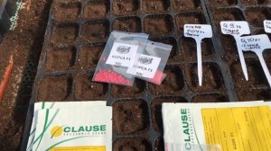 Посев арбуза и дыни в кассеты