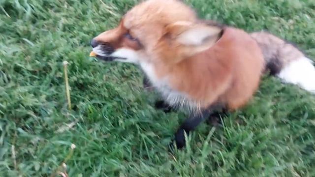 ЛисЯша кормит Лесю курагой смотреть онлайн