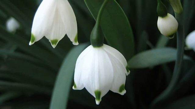 Ananda смотреть онлайн