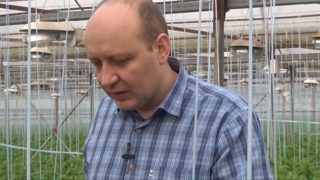 Первые плоды у розового томата Фенда F1 (22-01-2018) смотреть онлайн