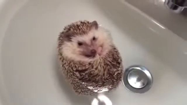 Животные, ёжик принимает водные продцедуры смотреть онлайн