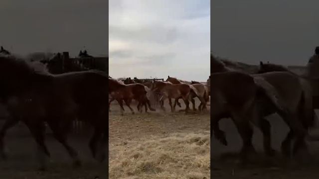 Советский тяжеловоз. Обработка лошадей. смотреть онлайн