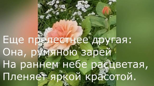 Дмитрий Веневитинов - Три розы смотреть онлайн