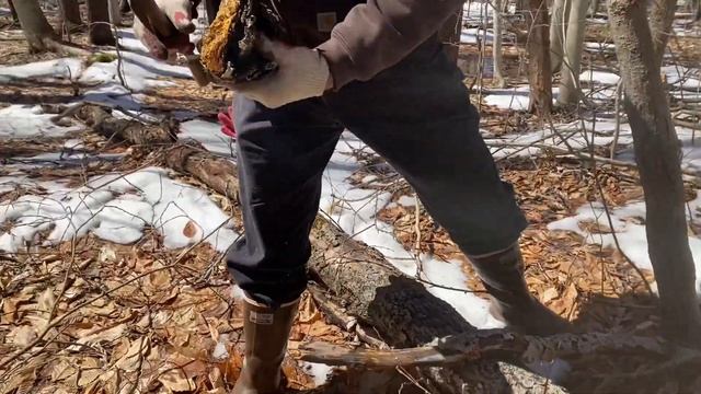 Chaga Hunting with Ararat Outdoors смотреть онлайн