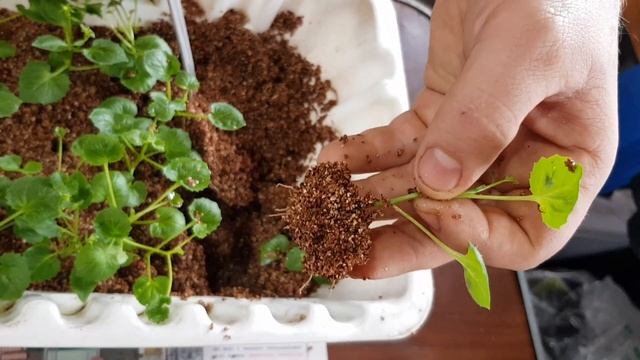 Результат размножение кампанулы черенками смотреть онлайн