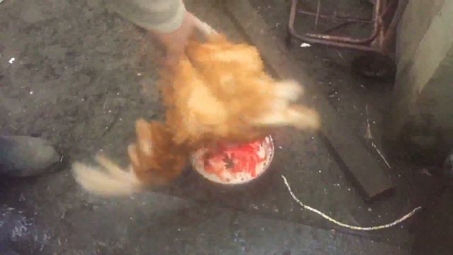 КАК ЗАРУБАТЬ КУРИЦУ В ДОМАШНИХ УСЛОВИЯХ смотреть онлайн