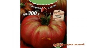 Томат обыкновенный Бизон черный (bizon chernyy) ? обзор: как сажать, семена томата Бизон черный