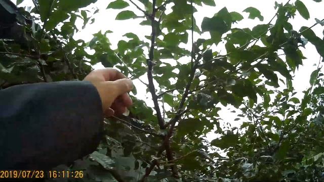 Три шампиньона или муравьиная кислота. смотреть онлайн