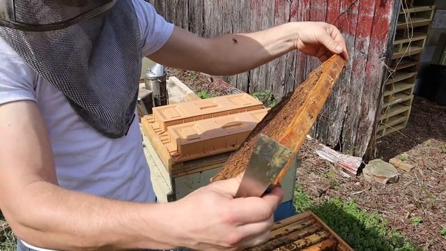 ?How to prevent swarming with no drawn combs! смотреть онлайн