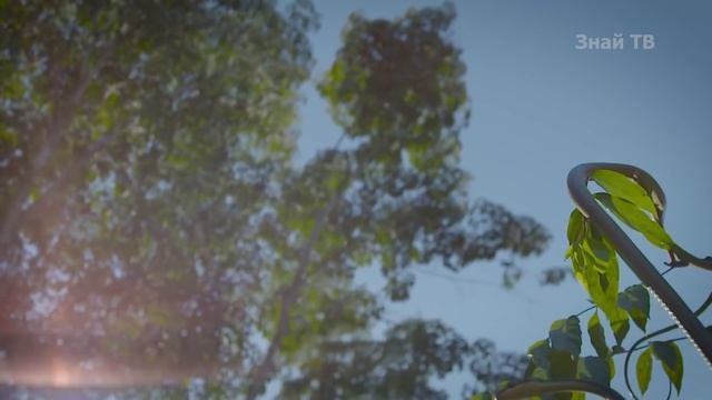 РАЙСКАЯ ДРЕВЕСНАЯ ЗМЕЯ - она способна Летать, чтобы догнать свою добычу! смотреть онлайн
