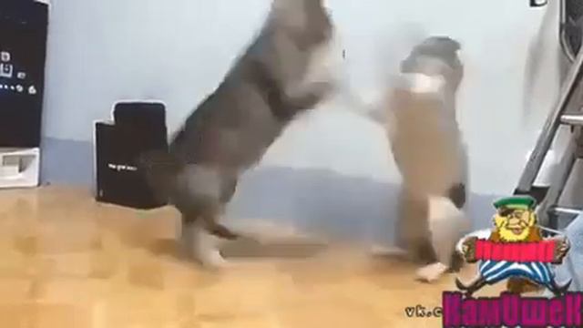 Стрелка Котов смотреть онлайн