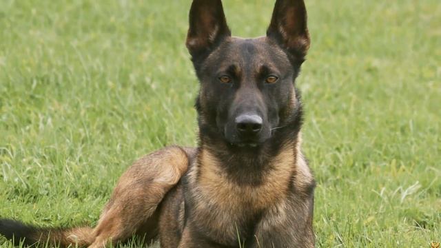 НЕМЕЦКАЯ ОВЧАРКА ПРОТИВ МАЛИНУА (БЕЛЬГИЙСКАЯ ОВЧАРКА)