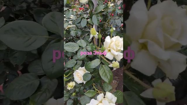 Роза Эльф смотреть онлайн