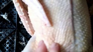 # гибрид утки голубой фаворит и индоутки # результат эксперимента #