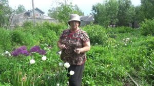 Уход за тюльпанами после цветения. Когда выкапывать тюльпаны?