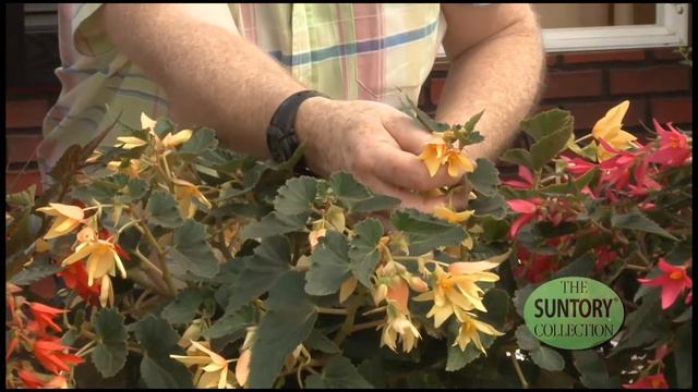 Versatile and Attractive Crackling Fire Begonias смотреть онлайн