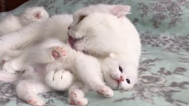 Белые шотландские вислоухие котята и кошечка скоттиш фолд - прикольное видео с котами 2019 смотреть онлайн