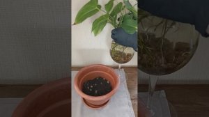 Антуриум - выращивание в воде - плюсы и минусы