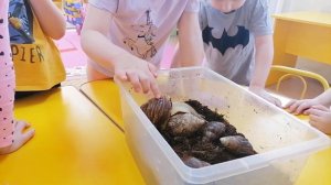 Сиреневая (старшая группа). Наблюдение за улиткой