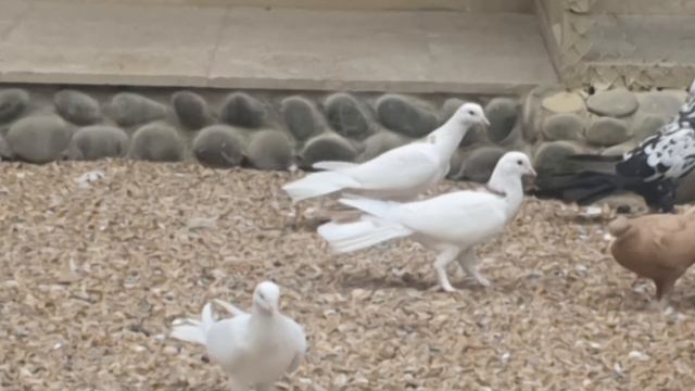 Анонс! Питомник широкохвостых голубей Вусала Фарида и Ильхама в Баку смотреть онлайн