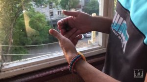 Ужалила гигантская оса. Сколия-гигант (Megascolia maculata)