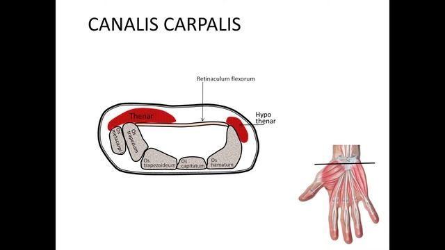 Топография верхней конечности.