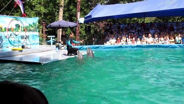 Нижегородский дельфинарий: поющие дельфины смотреть онлайн