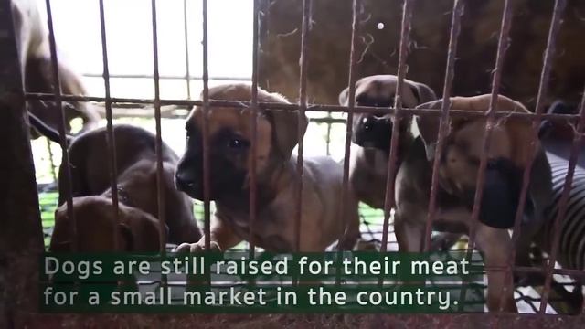 103 собаки спасены от продажи на мясо в Южной Корее смотреть онлайн