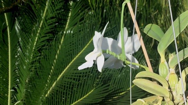Cattleya walkeriana alba "Vó Dita" TE смотреть онлайн