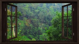 4K Jungle open window view with birds singing - Relaxing, Calming, Ambience, white noise