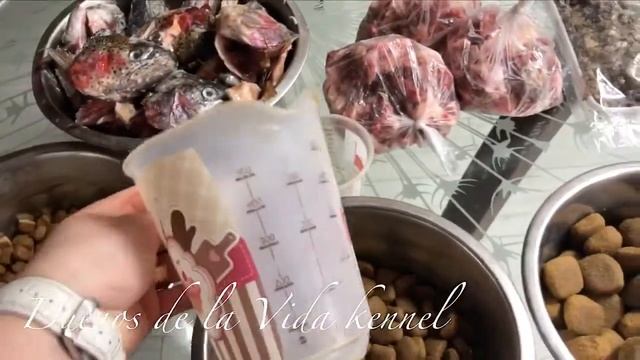 Канарский дог. Кормление щенков и взрослых Преса Канарио питомника смотреть онлайн