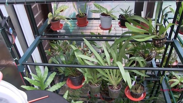 Some Random Chat and Some Orchid Blooms смотреть онлайн