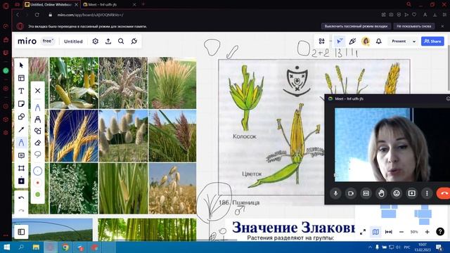 Злаки и Лилейные смотреть онлайн