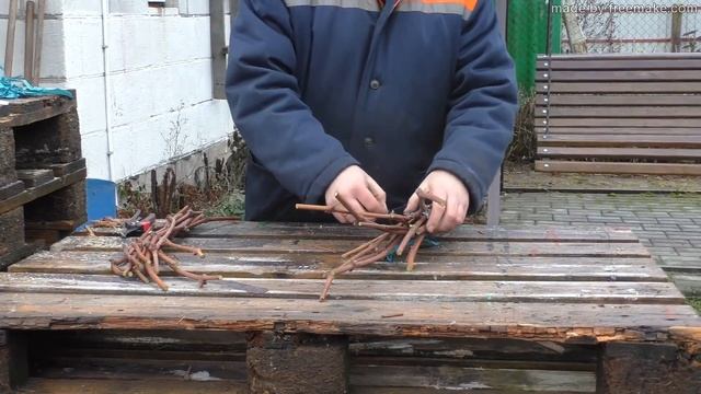 Заготовка,обработка и хранения черенков винограда. Часть 1. смотреть онлайн