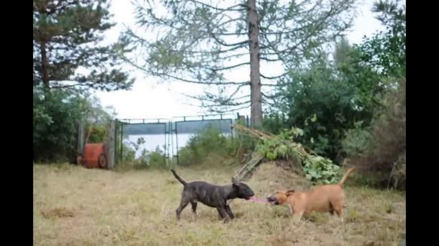 Битва бультерьеров - Senya Miro смотреть онлайн