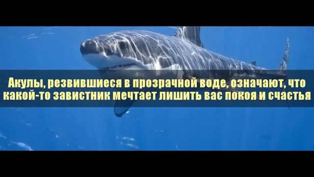 К чему снится акула смотреть онлайн