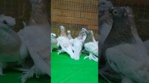 Узбексие голуби Алтайский край