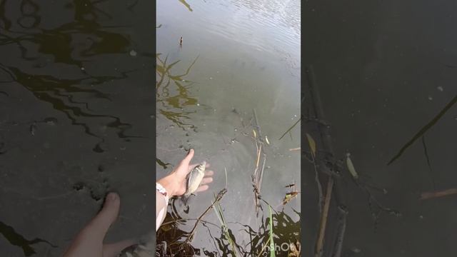 Рыбалка на Троицу! Карась прëт!!! смотреть онлайн