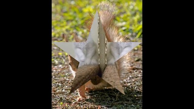 Смешные животные))) смотреть онлайн