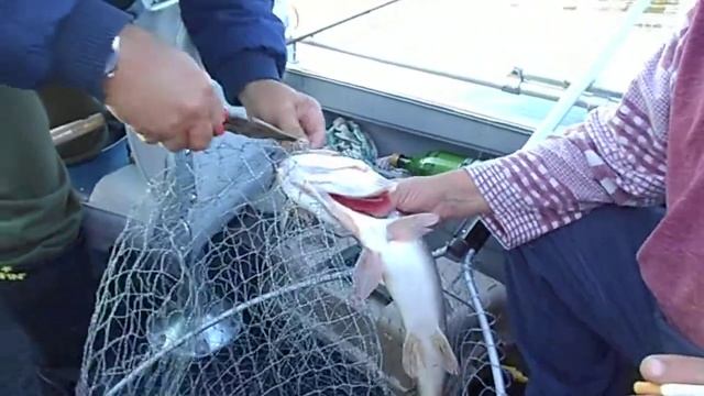 Рыбалка на щуку братья Черкасские из Черкасс на Черкасском водохранилище смотреть онлайн