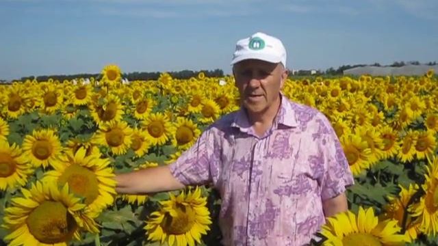 Сорт подсолнечника "Курсор" смотреть онлайн