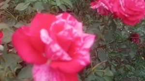 Роза Сатина.Красивая чайно гибридная роза.