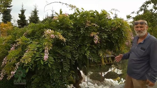 Pielęgnacja Milina смотреть онлайн