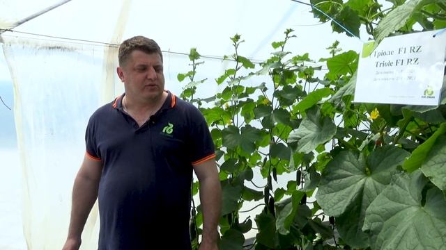 Огурец Триоле F1 видео, описание, отзывы смотреть онлайн